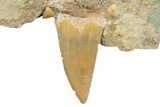 Otodus Shark Tooth Fossil in Rock - Morocco #292006-2